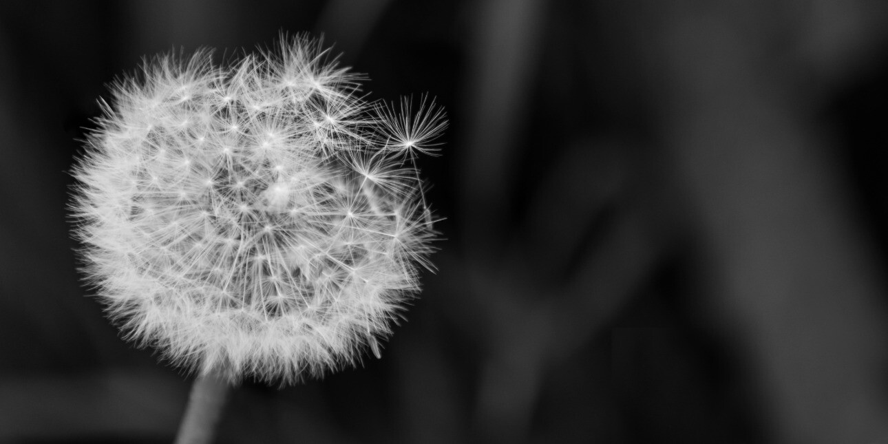 A black and white macro photograph of a dandelion seed head.