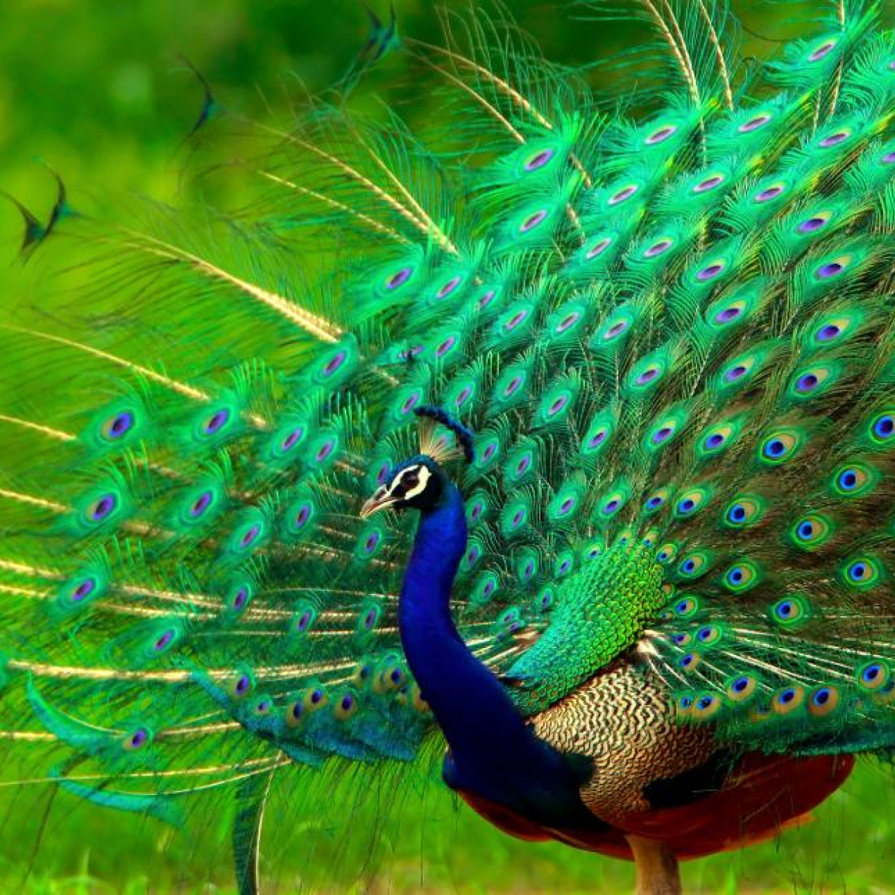 A colour photograph of a peacock with blue head and neck and green and blue outstretched plumage, roaming on green grass