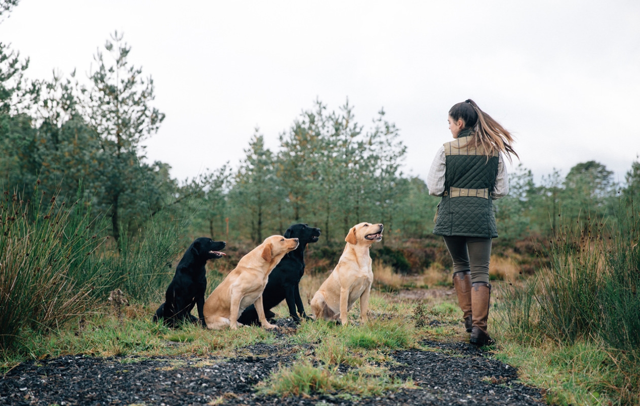 Gundogs Training at Gleneagles