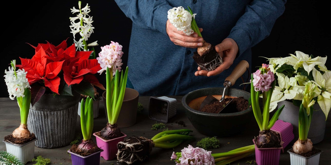 A man's hands planting a selection of colourful flowering plants, including a poinsettia and hyacinths, on a background