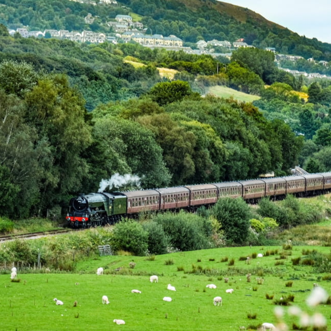 A steam train travels across green countryside with a town in the background and sheep in the foreground