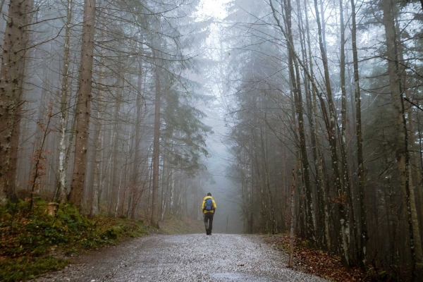 Back View of a Person Walking on a Forest Path.