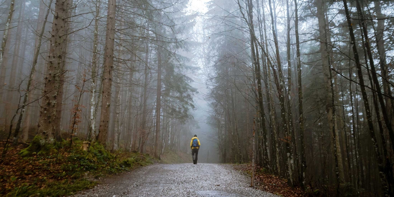 Back View of a Person Walking on a Forest Path.