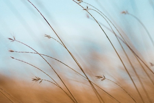 Image for article 'Finding calm in a global crisis'