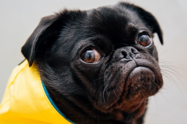 Image for article 'COVID-19 exposes 'customer first' myth'