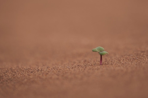 Image for article 'Is Cultivation Dead?'