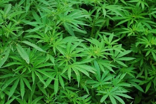 Image for article 'Cannabis Campaigning: The boy who changed the law'