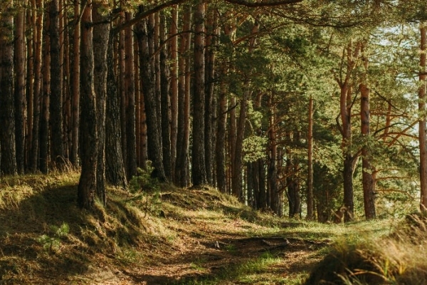 Image for article 'Five sustainability trends for brands to watch in 2020'