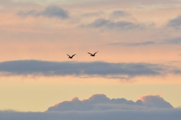 Image for article 'Future of PR: 2020 edition'