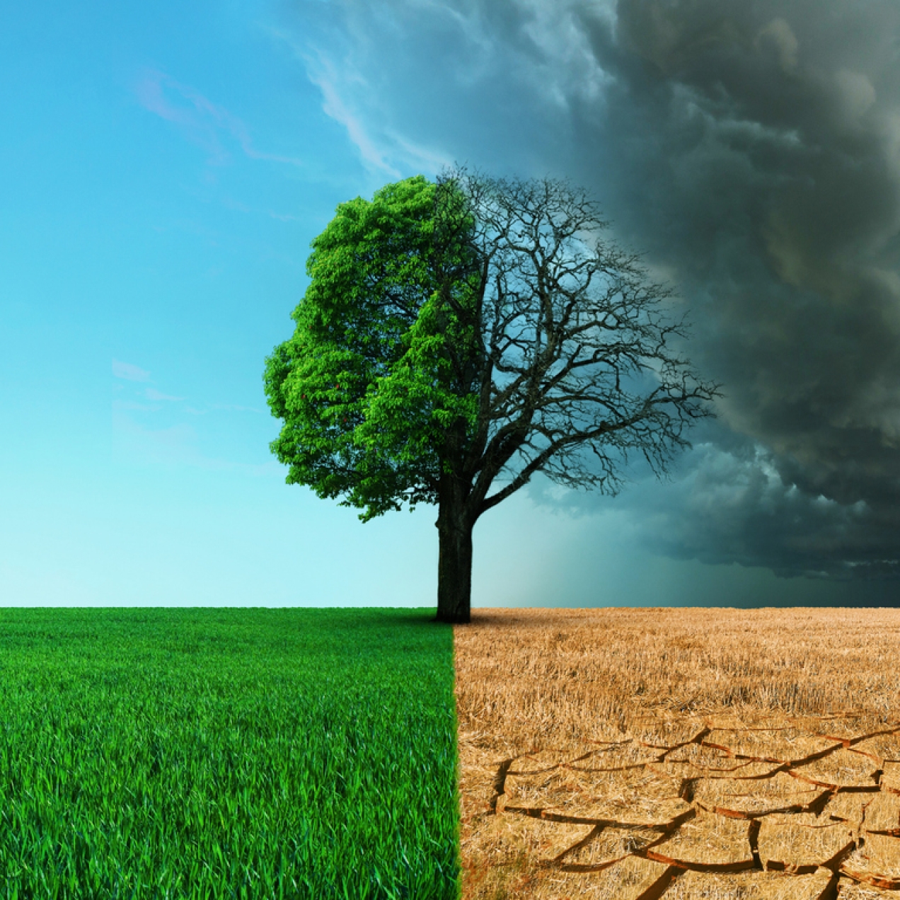 A computer generation showing a tree. The left hand side of the tree is healthy and full of leaves in a field of grass with a blue sky. The right hand side of the tree is bare, the earth is dry and cracked, grass is yellow, the sky is dark and cloudy