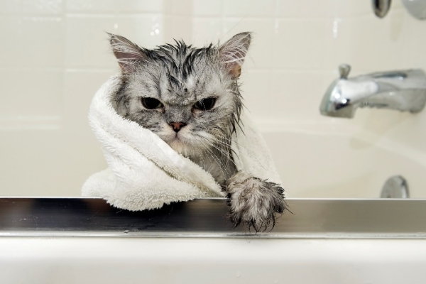 Image for article 'When Is A Dead Cat Not A Dead Cat?'