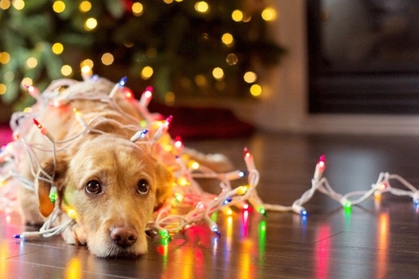 Image for article 'Looking after your mental health at Christmas'