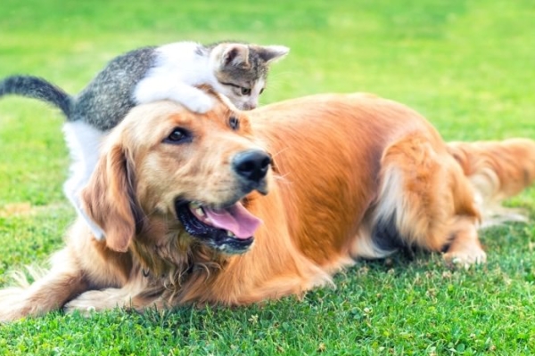 Image for article 'Purfect PR from Battersea'