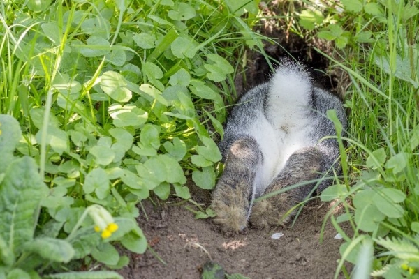 Image for article 'Going down the rabbit hole – evaluation and measurement in 2020'