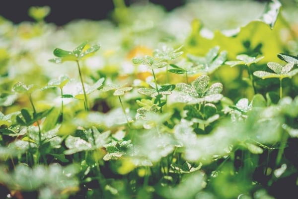 Image for article 'What Comms pros need to know about ESG'