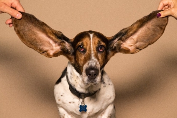 Image for article 'Being Heard: Making The Most Of Your Evidence'