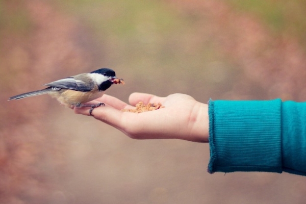 Image for article 'A Little Bird Told Me... A Lesson in Out of Office Storytelling'