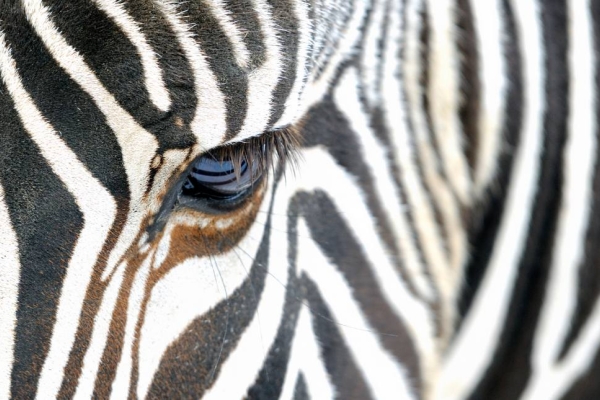 A close up of the black and white striped head of a zebra with one eye as the focal point