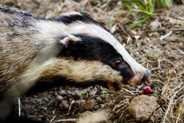Image for article 'Badgers: why I became a mentor'