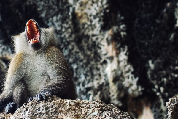 Image for article 'Sometimes You Do Need To Shout'