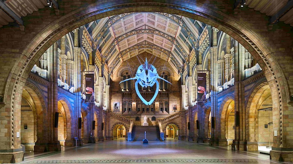 A whale skeleton lit in blue suspended from the ceiling of the museum's grand ceiling. The grand brick walls contain multiple arches